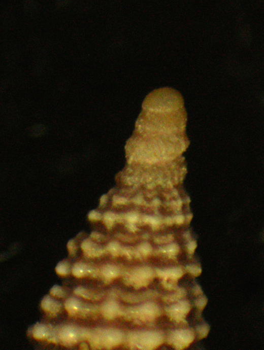 cerithiopsis sp